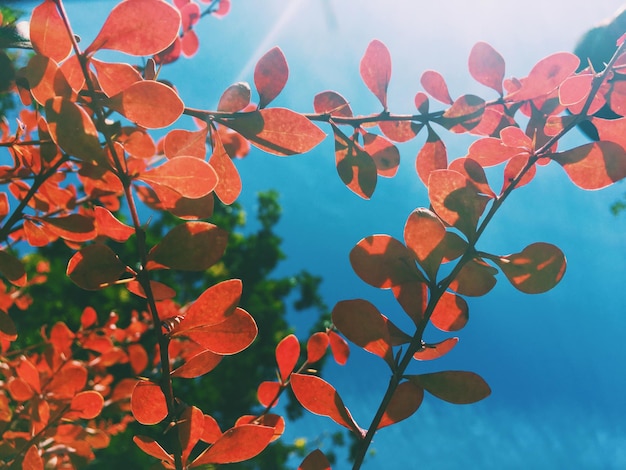 Schoonheid van de natuur milieu ecologie planten en tuinieren concept