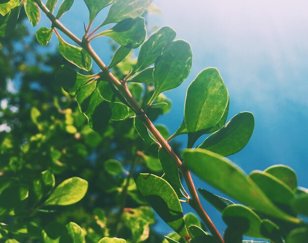 Schoonheid van de natuur milieu ecologie planten en tuinieren concept