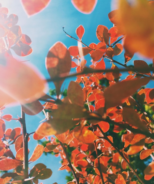 Schoonheid van de natuur milieu ecologie planten en tuinieren concept