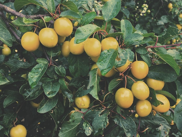 Schoonheid van de natuur milieu ecologie planten en tuinieren concept