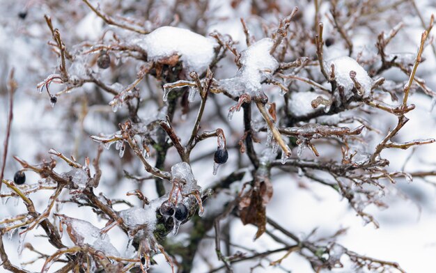 Schoonheid van ijzige winter natuur zwarte bevroren bessen buiten winter natuur seizoen met bevroren bessen