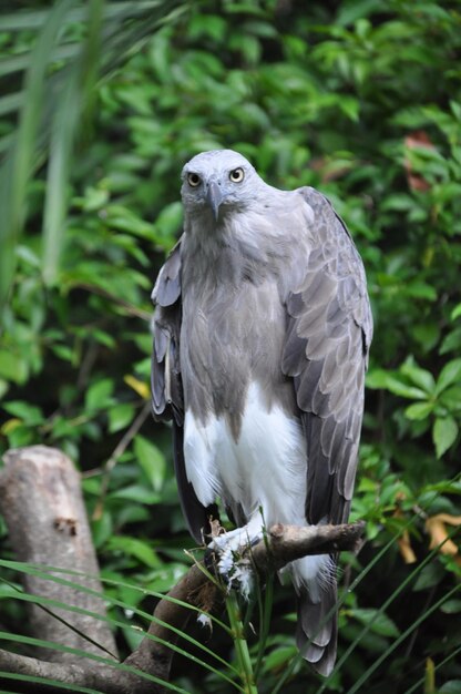 Schoonheid van vliegende vogels en vlinders in het groene oerwoud