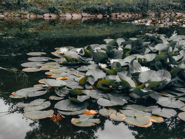 Schoonheid waterlelie bloem met groene bladeren in oude vijver Link bloesem Zomer achtergrond