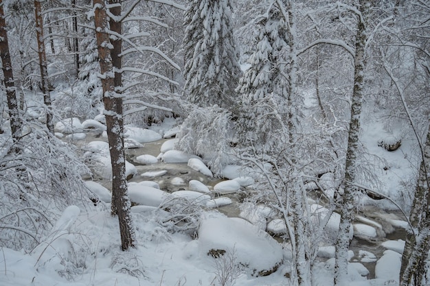 Schoonheid winterlandschap met mooie bomen onder de sneeuw