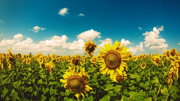 Schoonheid Zonnebloemen op het natuurlijke landschap van het veld