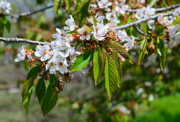 Schoonheidsboom flofwers met bladeren