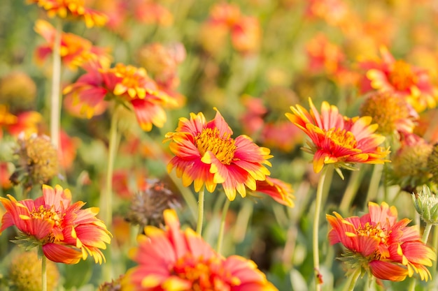 schoonheidskleur bloemen close-up