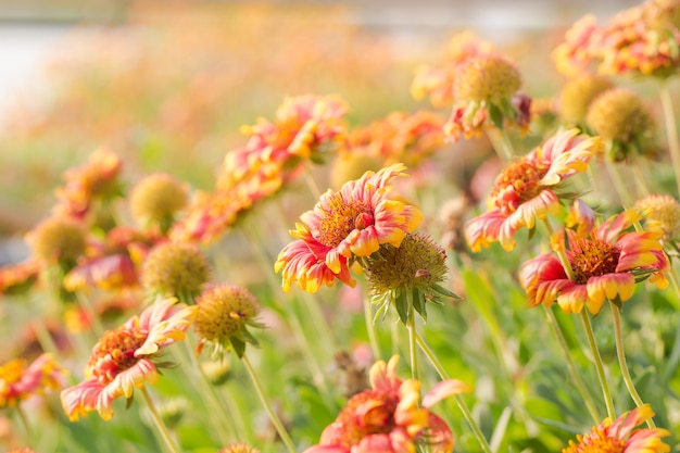 schoonheidskleur bloemen close-up