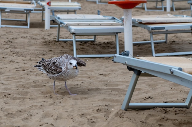 Schoonheidsportret van de zeemeeuw op het zandstrand in Italië. Maaltijd vinden