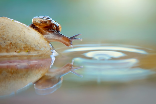 Schoonheidsslak op rots en water