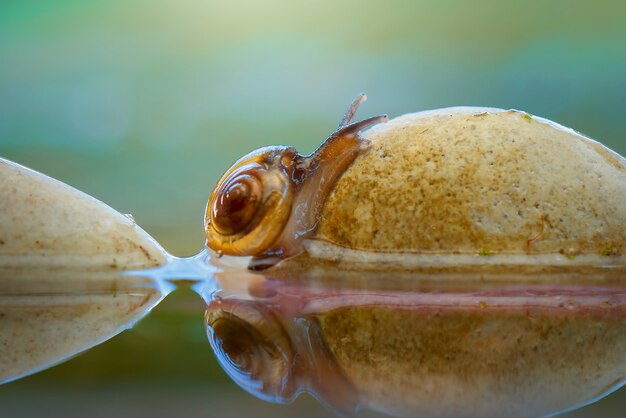 Schoonheidsslak op rots en water