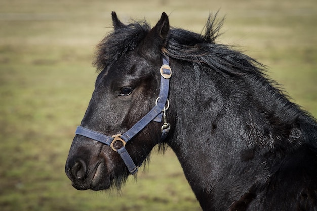 Schoonheidsveulen friese paardenhengst