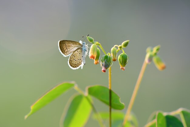 Schoonheidsvlinder op bloem in tropische tuin