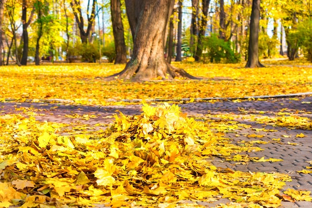 Schoonmaken in de parkhoop van gele herfstbladeren op de grond