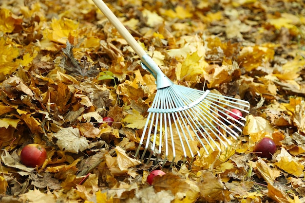 Schoonmaken van herfstbladeren in park