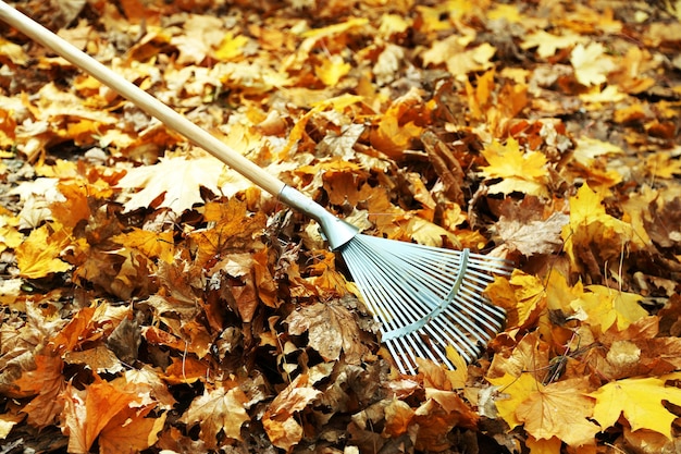 Schoonmaken van herfstbladeren in park