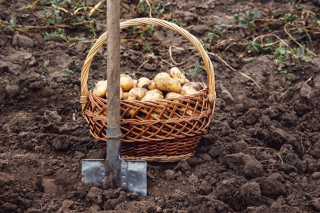 Foto schop en rieten mand met aardappelen in de tuin