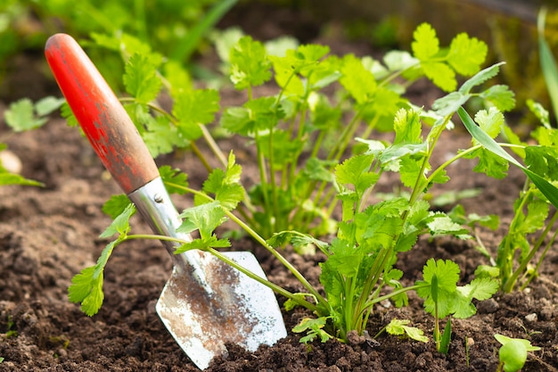 Schop in de grond en groeiende kruiden