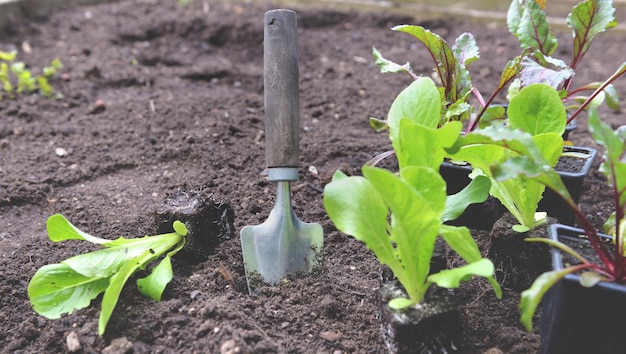 Schop planten in de grond in tuin naast zaailing van sla en bietenteelt