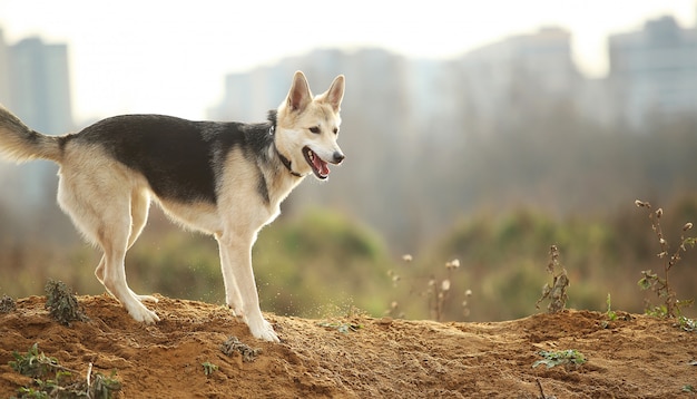 Schor hond die op een weide loopt