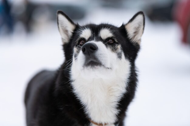 Schor hondportret op de winter sneeuwachtergrond