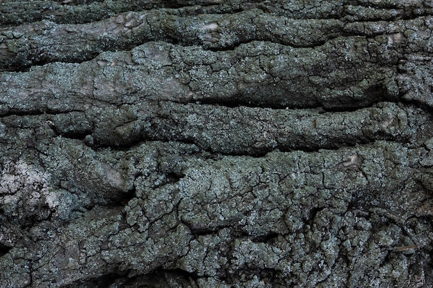Schors van boom. De textuur van de schors van een boom met mos.