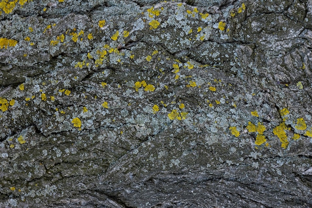 Schors van boom. De textuur van de schors van een boom met mos.