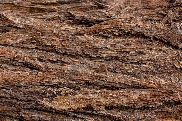 Schors van cederboom textuur backgrounddry tree textureTexture Of Wood