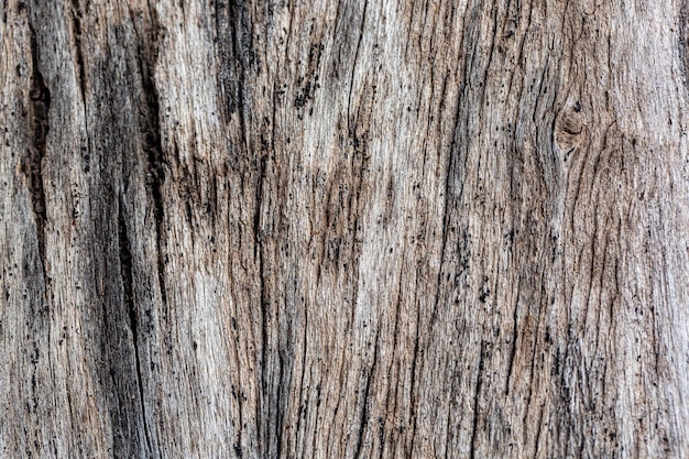 Foto schors van cederboom textuur backgrounddry tree texturetexture of wood