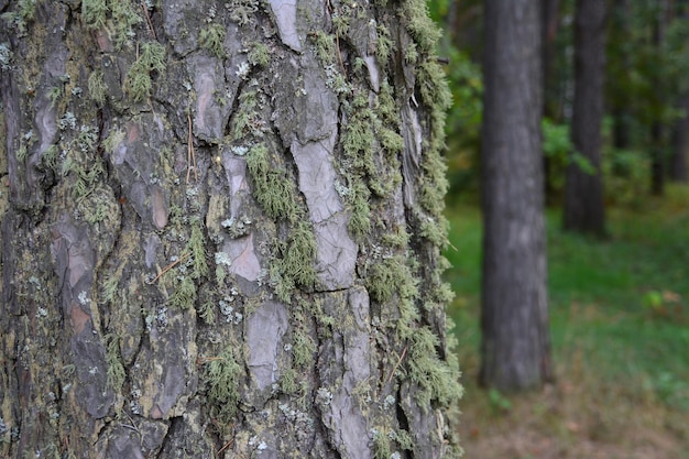 schors van de vuren boom in het bos geïsoleerd, close-up