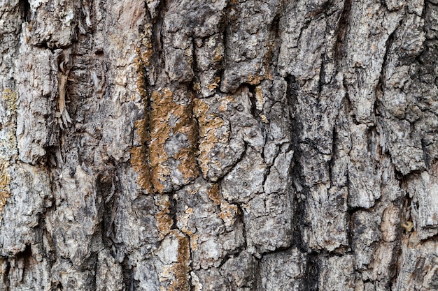 Schors van Pine Tree close-up