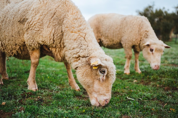Schot van een schaap dat vreedzaam gras graast op het platteland in Spanje