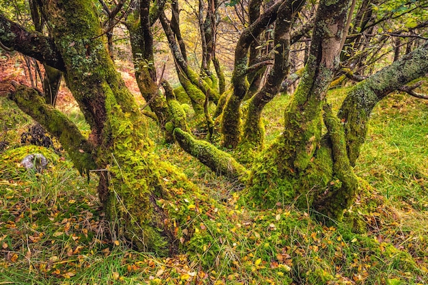 Schotland herfst