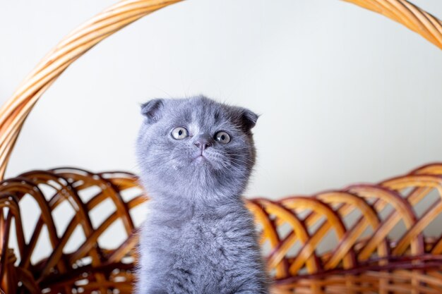 Schots (Brits) katje met hangende oren. Portret van een baby, schattige scottish fold. Zit alleen in een grote mand. Kleur grijs. Close-up, selectieve aandacht.