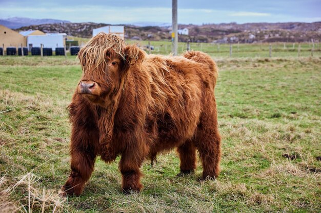 Schotse alpine koe uit de hooglanden op een boerderij in Ierland CoDonegal