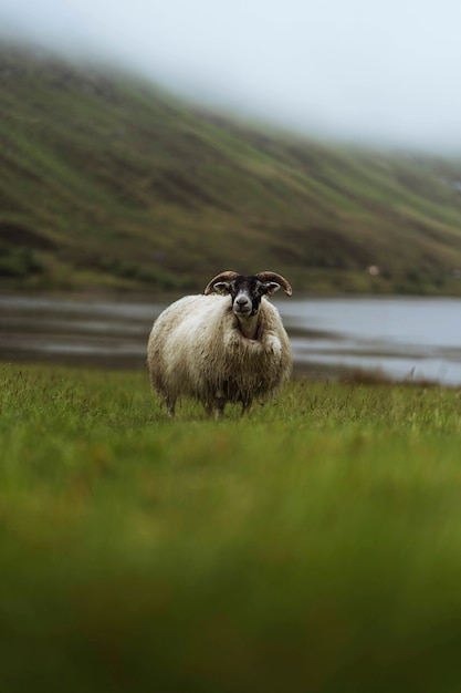 Schotse Blackface-schapen bij Talisker Bay op het eiland Skye in Schotland