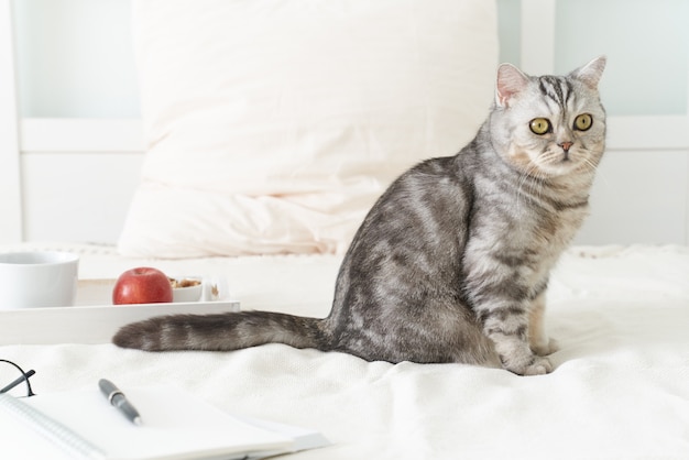 Schotse gestreepte katkat die in bed thuis ligt