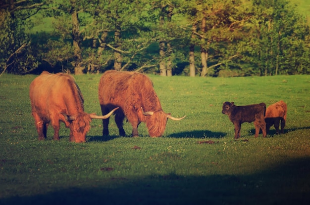 Schotse hoogland harige rode koeien met kalveren grazen op de groene zomerweide landbouwvee biologisch voedsel concept