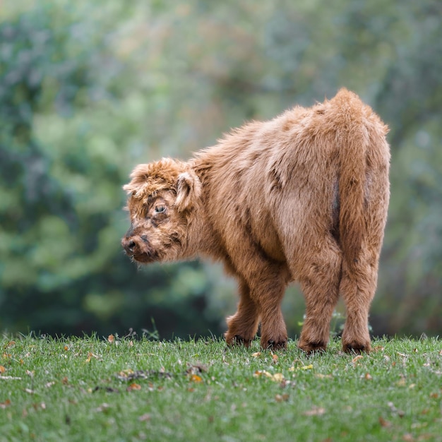 Schotse hooglanders