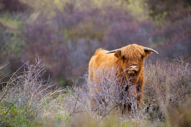Schotse hooglandvee koe op het platteland stier met hoorns op een weiland gember ruige vacht