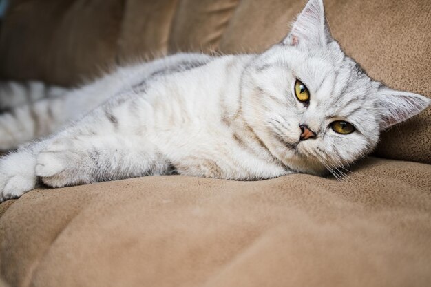 Schotse kat die op de bank speelt