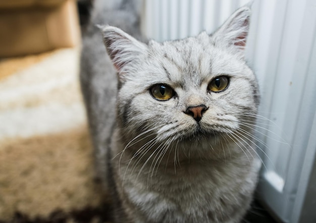 Schotse kat die op de bank speelt