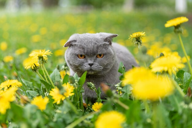 schotse kat in het voorjaar op een open plek van bloeiende paardebloemen