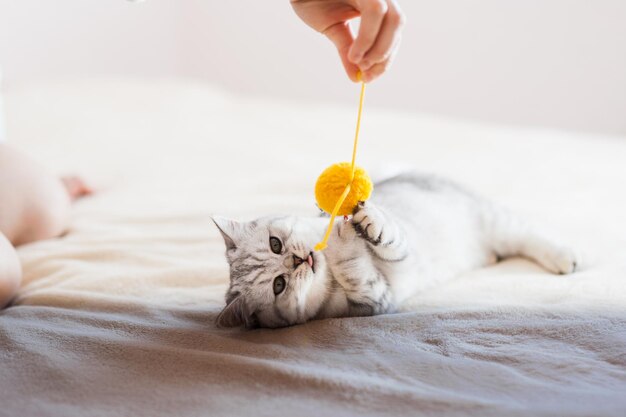 Schotse kat speelt met speelgoed