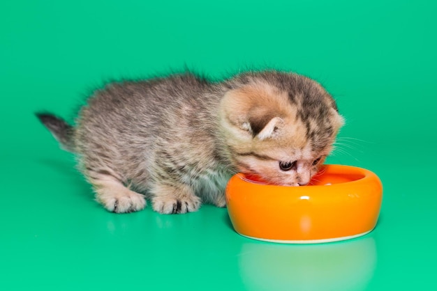 Schotse kitten eet uit een oranje kom