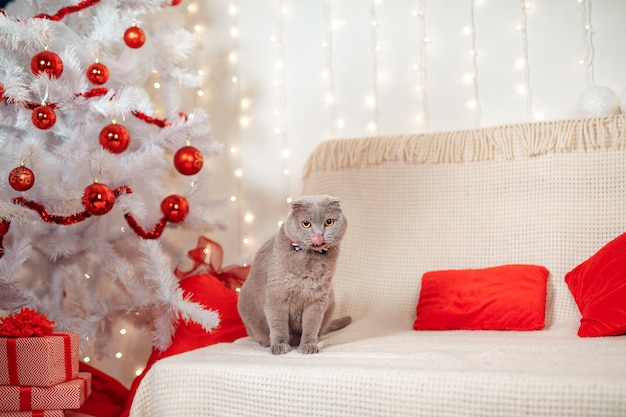 Schotse rechte kerst kitten