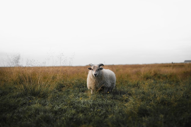 Schotse schapen staan alleen op een veld