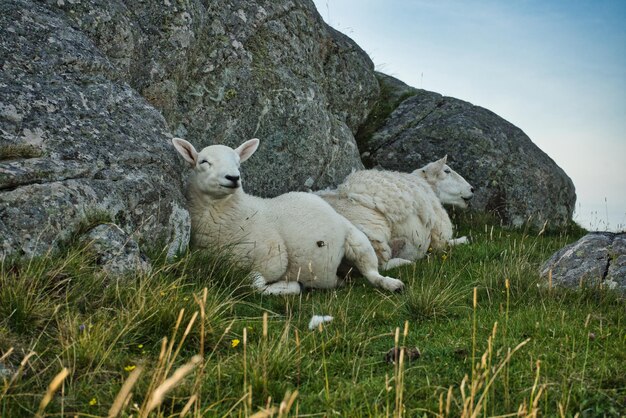 Foto schotse schapen