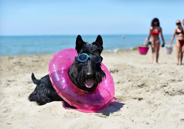 Schotse terrier op het strand