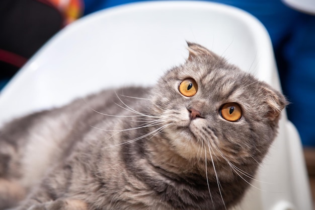 Schotse vouw kattenras heerlijk. Little scottish fold Cat schattig gemberkatje in het pluizige huisdier voelt zich gelukkig en kat heerlijk comfortabel. hou van dieren huisdier concept.